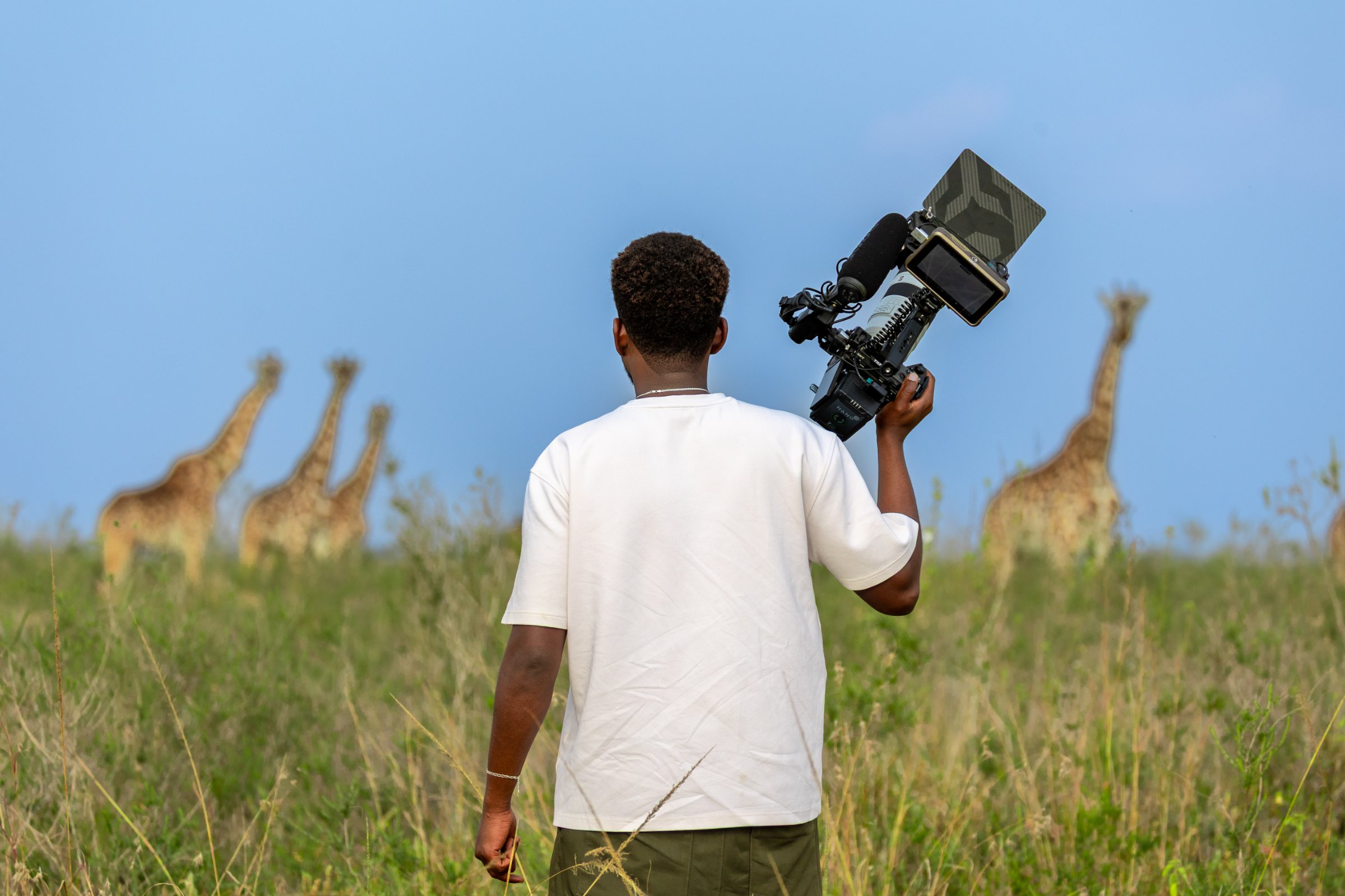Jibril filming from behind, camera on his shoulder, three giraffes in the tall grass ahead of him